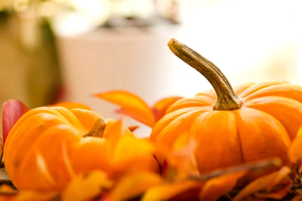 Baby Pumpkins on a Bed of Fall Leaves