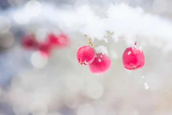 Kış meyveleri bir tuval dokusu üzerinde kar ile kaplı.