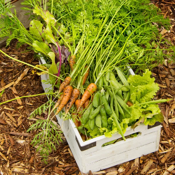 Organic Garden Harvest — Stock Photo, Image