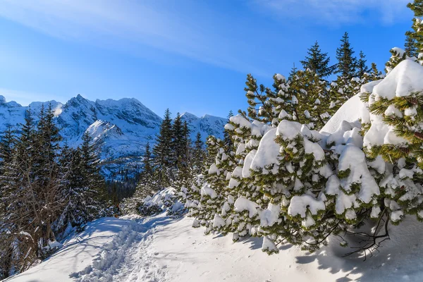 Winter landscape in Tatra Mountains, Poland — Stock Photo, Image