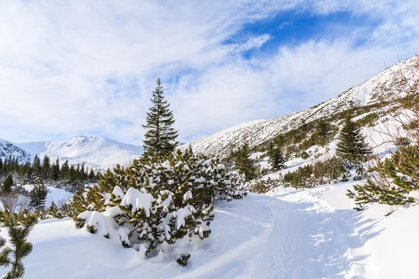 Winter landscape in Tatra Mountains, Poland — Stock Photo, Image