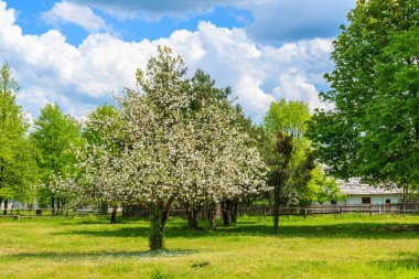 Tokarnia köyünde çiçek açan elma ağacı güneşli bahar gününde, Polonya