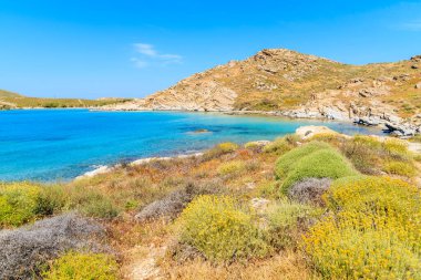 Yunanistan 'ın Paros adasındaki Monastiri körfezindeki güzel sahilde bahar çiçekleri