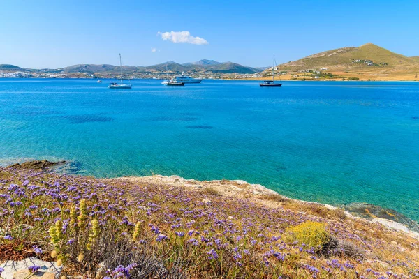 Paros adası kıyılarında bahar çiçekleri ve arka planda mavi deniz suyunda yelkenli tekneler, Yunanistan