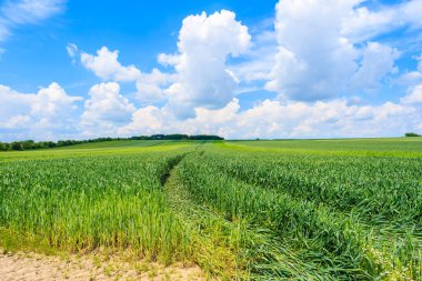Yaz manzarasında mavi gökyüzünde beyaz bulutlarla güzel yeşil alan, Polonya