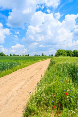 Yaz manzarasında manzaralı kırsal yol ve yeşil alanlar, Polonya