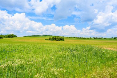 Yaz manzarasında mavi gökyüzünde beyaz bulutlarla güzel yeşil alan, Polonya