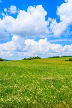 Yaz manzarasında mavi gökyüzünde beyaz bulutlarla güzel yeşil alan, Polonya