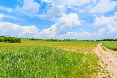 Yaz manzarasında manzaralı kırsal yol ve yeşil alanlar, Polonya
