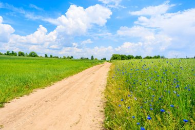 Yaz manzarasında manzaralı kırsal yol ve yeşil alanlar, Polonya