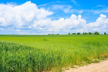 Yaz manzarasında mavi gökyüzünde beyaz bulutlarla güzel yeşil alan, Polonya
