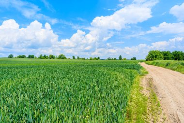 Yaz manzarasında manzaralı kırsal yol ve yeşil alanlar, Polonya