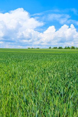 Yaz manzarasında mavi gökyüzünde beyaz bulutlarla güzel yeşil alan, Polonya