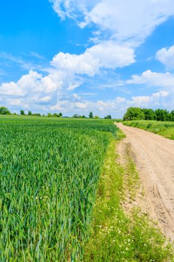 Yaz manzarasında manzaralı kırsal yol ve yeşil alanlar, Polonya