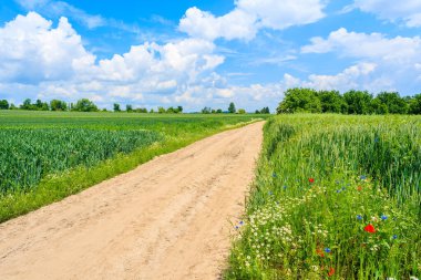 Yaz manzarasında manzaralı kırsal yol ve yeşil alanlar, Polonya