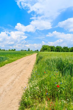 Yaz manzarasında manzaralı kırsal yol ve yeşil alanlar, Polonya