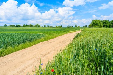 Yaz manzarasında manzaralı kırsal yol ve yeşil alanlar, Polonya