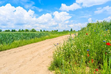 Yaz manzarasında manzaralı kırsal yol ve yeşil alanlar, Polonya