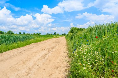 Yaz manzarasında manzaralı kırsal yol ve yeşil alanlar, Polonya