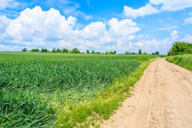 Yaz manzarasında manzaralı kırsal yol ve yeşil alanlar, Polonya