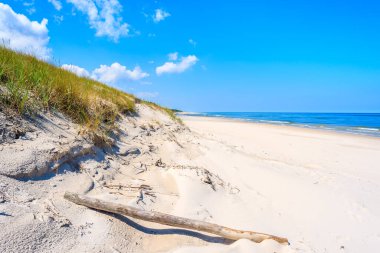 Lubiatowo köyü, Baltık Denizi, Polonya 'daki kumlu sahilde kuru ağaç gövdesi.