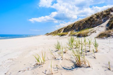 Lubiatowo sahilinde yeşil çimenler, Baltık Denizi, Polonya