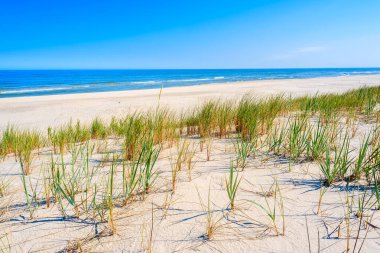Kum tepeciğindeki yeşil çimenler güzel Lubiatowo sahilleri, Baltık Denizi, Polonya