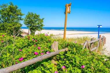 Bialogora kıyı köyü, Baltık Denizi, Polonya 'nın güzel kumlu sahillerinin girişinde çiçekler yetişiyor.