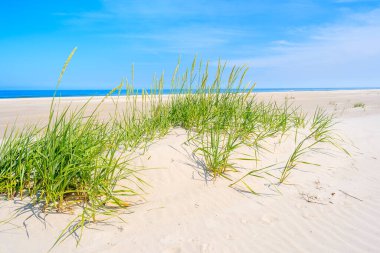 Bialogora sahil köyü, Baltık Denizi, Polonya 'da kumsalda yeşil çimenler.