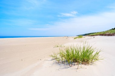 Lubiatowo sahilinde yeşil çimenler, Baltık Denizi, Polonya