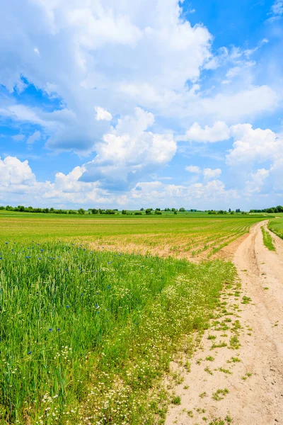 Yaz manzarasında manzaralı kırsal yol ve yeşil alanlar, Polonya