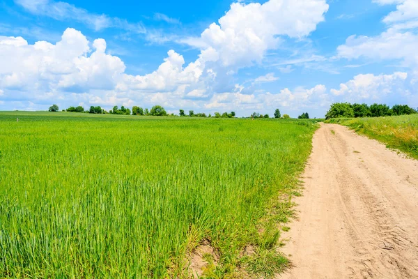 Yaz manzarasında manzaralı kırsal yol ve yeşil alanlar, Polonya