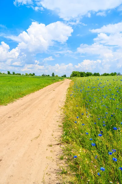 Yaz manzarasında manzaralı kırsal yol ve yeşil alanlar, Polonya