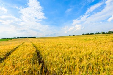 Yazın Krakow, Polonya yakınlarında mavi gökyüzünde beyaz bulutlu güzel altın rengi buğday tarlası