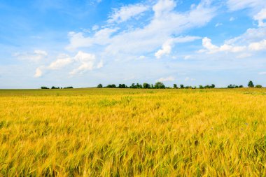 Yazın Krakow, Polonya yakınlarında mavi gökyüzünde beyaz bulutlu güzel altın rengi buğday tarlası