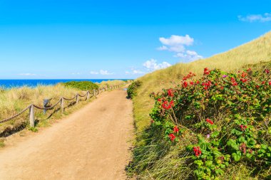 Çimlerle kaplı kumulların arasındaki kumsala giden yol, Sylt Adası, Almanya