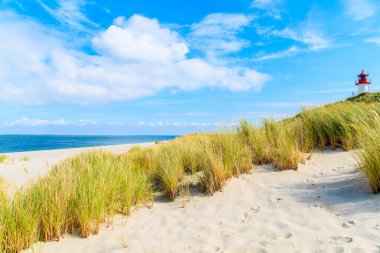 Almanya 'nın Sylt adasındaki Ellenbogen plajındaki kum tepelerinde çimenler