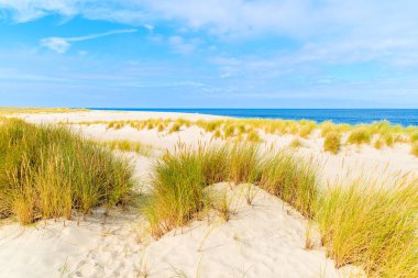 Almanya 'nın Sylt adasındaki Ellenbogen plajındaki kum tepelerinde çimenler