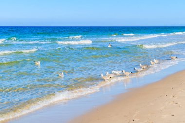 Kampen sahilindeki martılar, Sylt Adası, Almanya