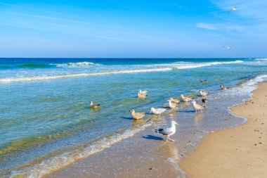 Kampen sahilinde Kuzey Denizi kıyısındaki martılar, Sylt Adası, Almanya