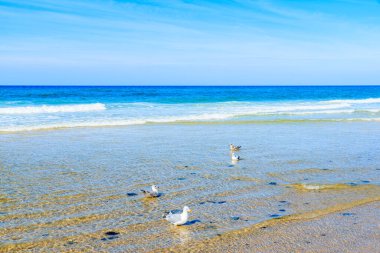 Kampen Sahili 'nde sudaki martılar, Sylt Adası, Kuzey Denizi, Almanya