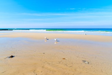 Kampen Sahili 'nde sudaki martılar, Sylt Adası, Kuzey Denizi, Almanya