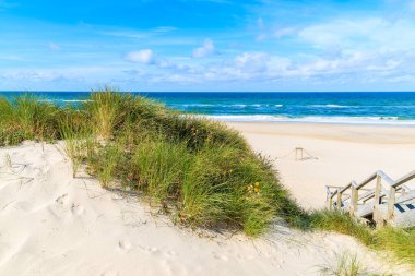 Liste plajındaki kum tepeciğindeki yeşil çimenler, Sylt Adası, Almanya