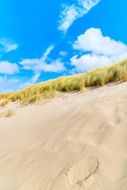 Liste plajındaki çimen kum tepeleri, Sylt Adası, Almanya