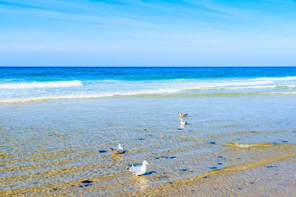 Kampen Sahili 'nde sudaki martılar, Sylt Adası, Kuzey Denizi, Almanya