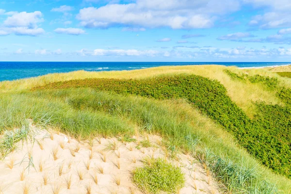 Almanya 'nın Sylt Adası' nda kum tepecikleri ve arka planda deniz çimenleri