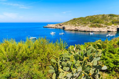 Kıyıdaki yeşil kaktüs ve İspanya 'nın İbiza adasındaki Cala Portinatx Körfezi' nde mavi deniz manzarası.