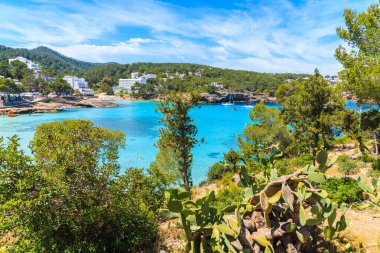 İspanya 'nın Cala Portinatx Körfezi' ndeki İbiza adasının kıyısında yeşil bitkiler