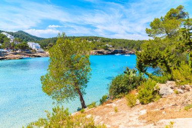 Uçurumdaki yeşil çam ağacı güzel Cala Portinatx koyuna tepeden bakan gök mavisi deniz suyuyla, İbiza adası, İspanya