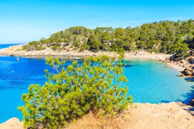 Cala Salada Körfezi 'nin güzel plajına bakan kayalıklardaki yeşil çam ağacı. İbiza adası, İbiza' da kristal berrak deniz suyuyla ünlüdür.